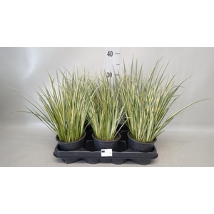 Acorus gramineus 'Aureovariegatus'