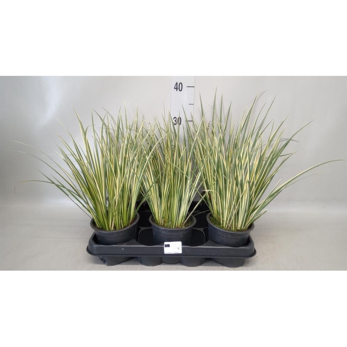 <h4>Acorus gramineus 'Aureovariegatus'</h4>