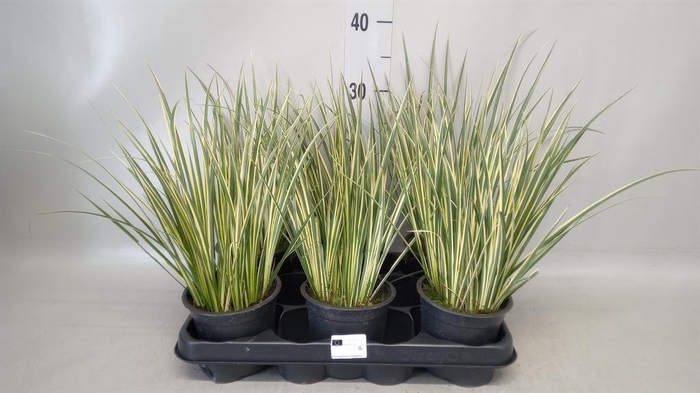 Acorus gramineus 'Aureovariegatus'