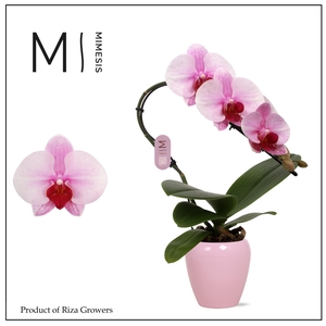 Phalaenopsis Swan Blush 1 spike – 7cm in Martine Pink Ceramic | Mimesis
