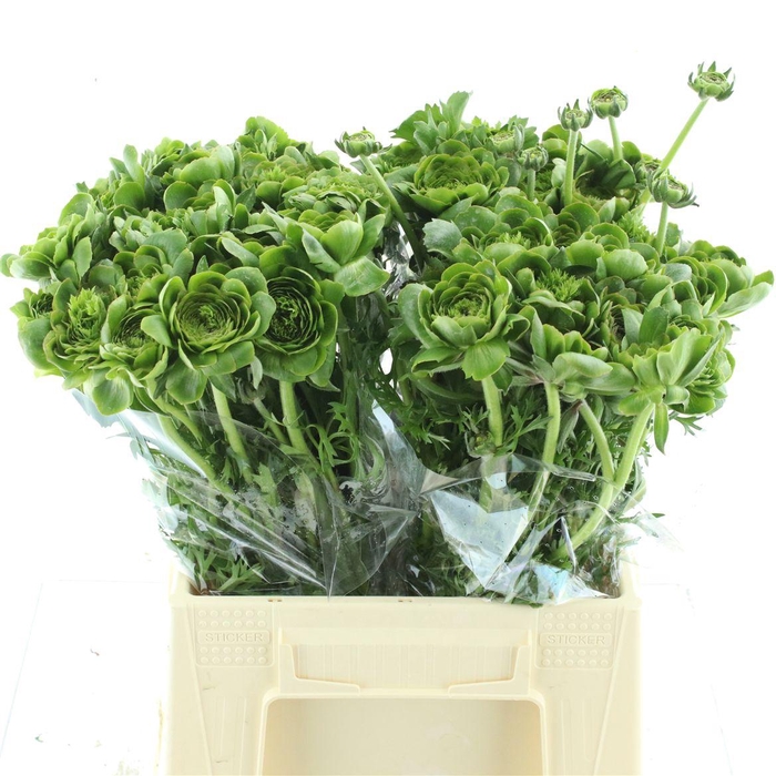 <h4>Ran Ponpon Riviera Green</h4>