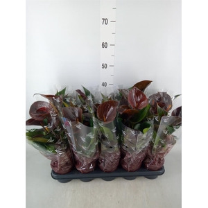 Anthurium andr. 'Chelsey Chocolate'