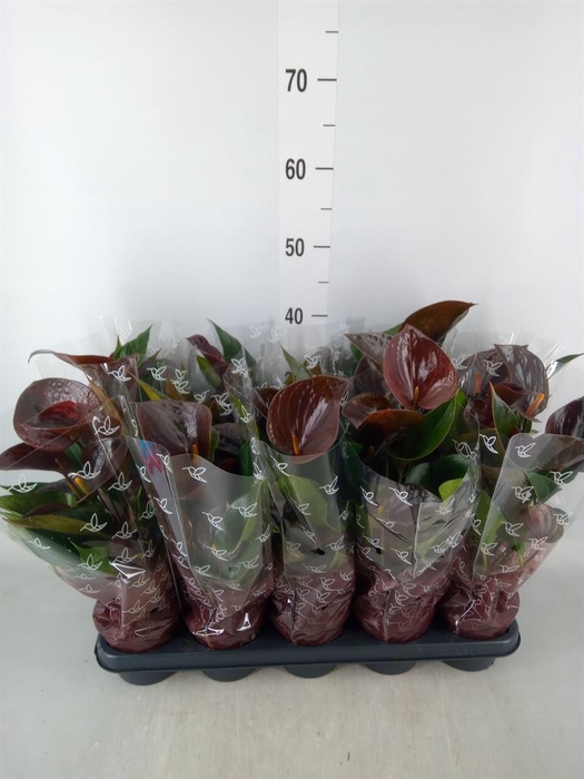 <h4>Anthurium andr. 'Chelsey Chocolate'</h4>