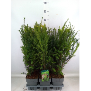 Taxus media 'Groenland'