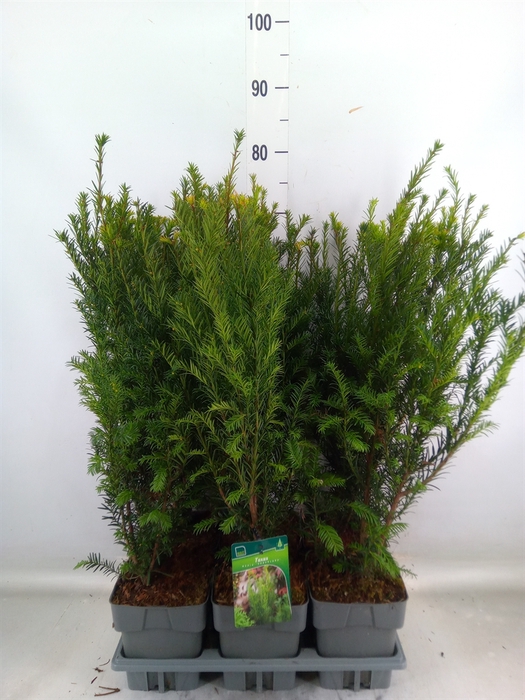 <h4>Taxus media 'Groenland'</h4>
