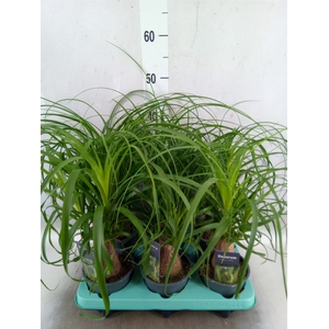 Beaucarnea recurvata