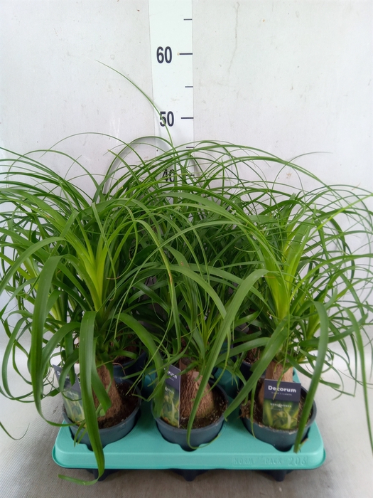 <h4>Beaucarnea recurvata</h4>