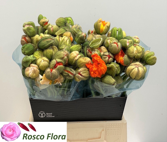 <h4>Papa Or Pizzicato</h4>