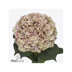 Hydrangea my beautiful vienna (classic)