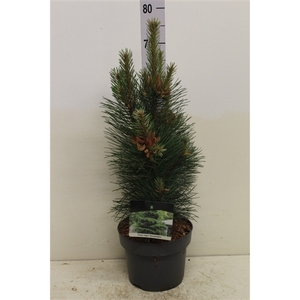 Pinus nigra 'Pyramidalis' P23 potgekweekt