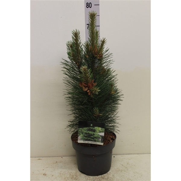 <h4>Pinus nigra 'Pyramidalis' P23 potgekweekt</h4>