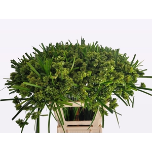 CYPERUS GLABER