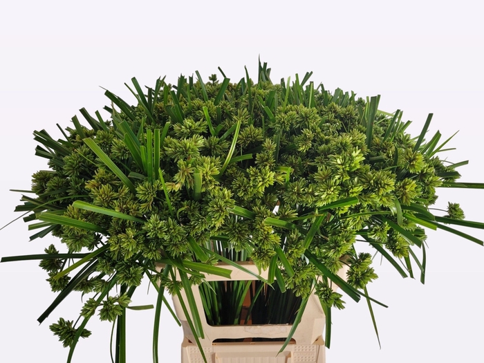 <h4>CYPERUS GLABER</h4>