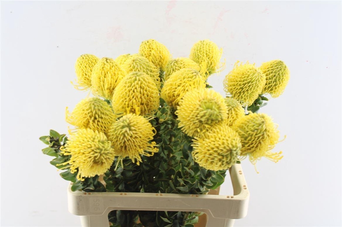 <h4>Leuco Co High Gold</h4>