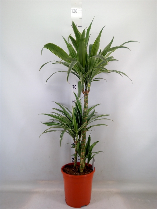 <h4>Dracaena fr de 'Warneckei'</h4>