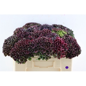 Hydr Magical Charlotte 45cm