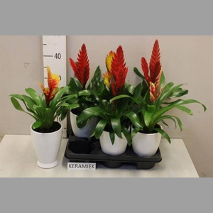 ARR BROMELIA