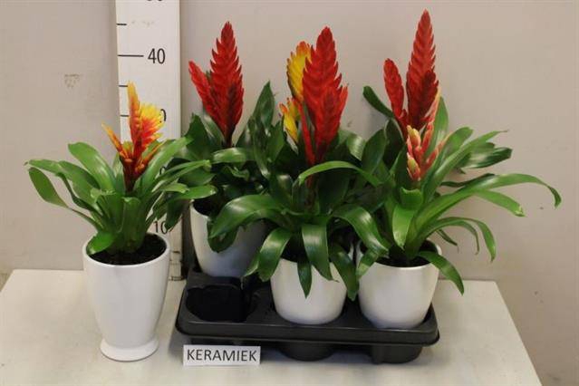 <h4>ARR BROMELIA</h4>