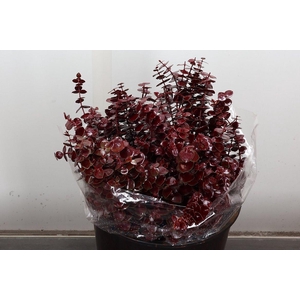 Euca Baby Blue Wx Bordeaux