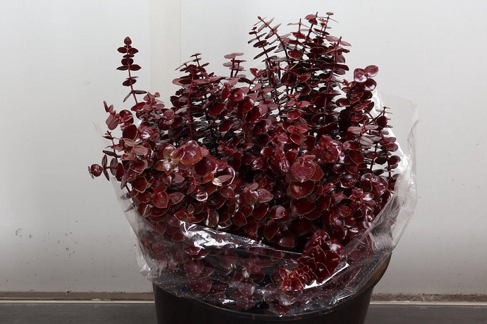 <h4>Euca Baby Blue Wx Bordeaux</h4>