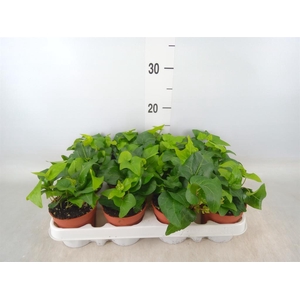 Hedera helix 'Mein Herz'