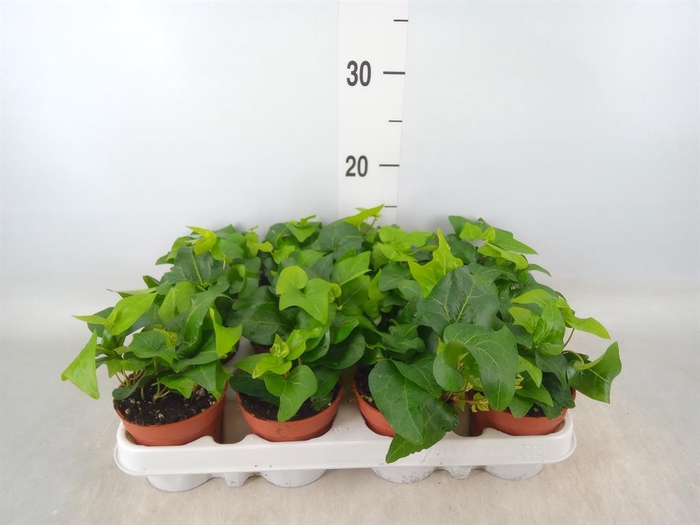 <h4>Hedera helix 'Mein Herz'</h4>