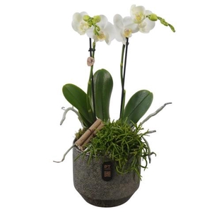 PTIB5348 Arrangementen kamerplanten