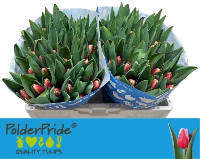 <h4>TU EN TIMELESS</h4>