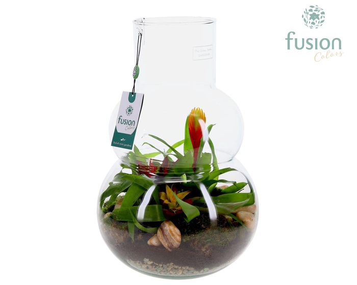 <h4>Green Bottle Olaf Large met Bromelia arrangement</h4>