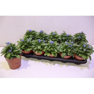 arr8 Myos Sy Laura D Blue