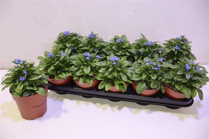 <h4>Myos Sy Laura D Blue</h4>