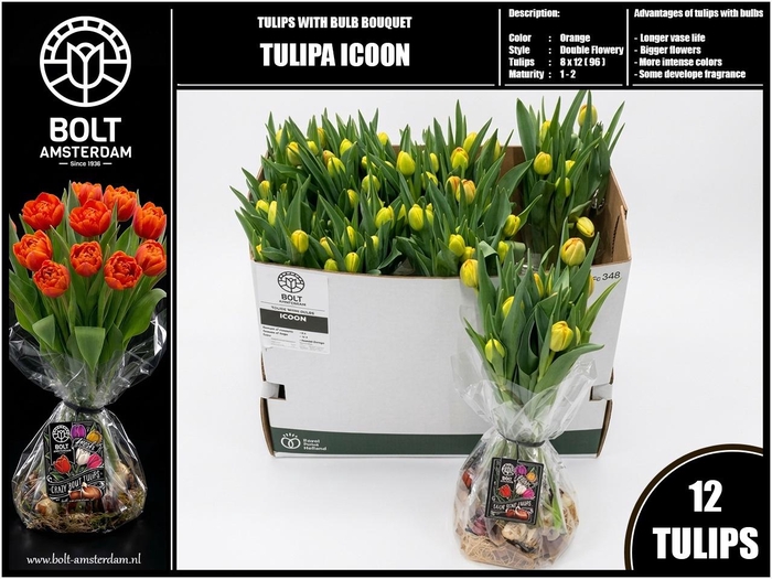 <h4>TU DU ICOON</h4>