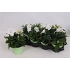 Platyco Gr Astra Whi