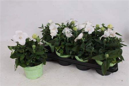 Platyco Gr Astra Whi