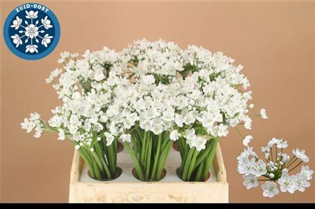 Allium Flocon