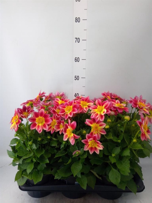 <h4>Dahlia   ...</h4>