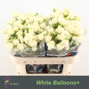 R tr White Balloons+
