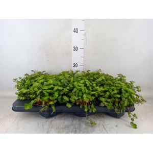 Callisia repens