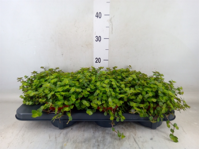 <h4>Callisia repens</h4>