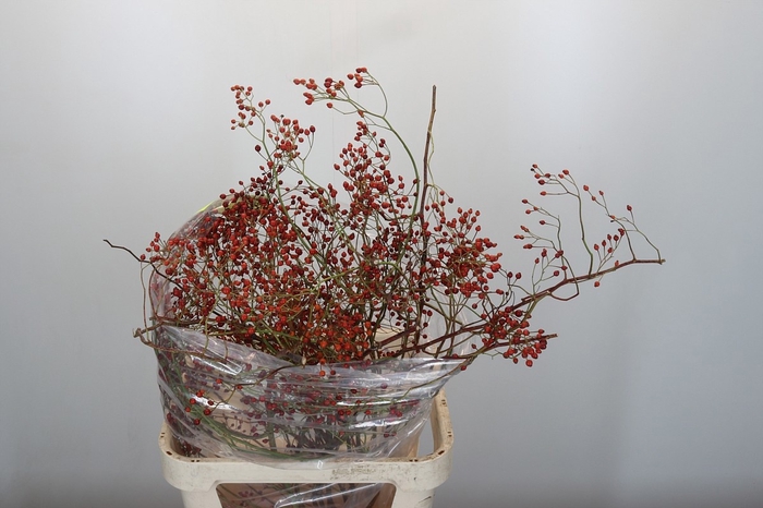 <h4>ROSA CORALLO RFRUITS</h4>