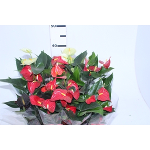 ANTHURIUM VARIADO P09