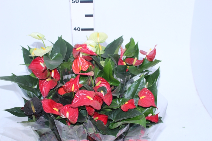 ANTHURIUM VARIADO P09