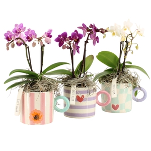 21853: Lovess arrangement