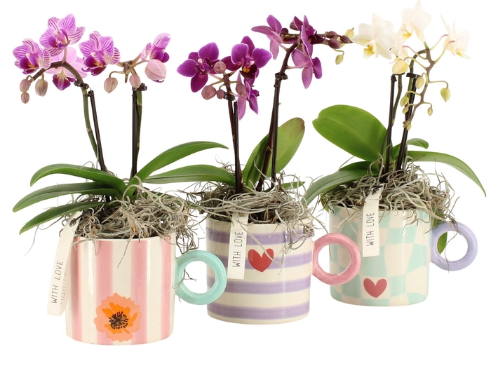 <h4>21853: Lovess arrangement</h4>