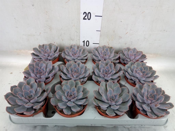 <h4>Echeveria  'Orion'</h4>