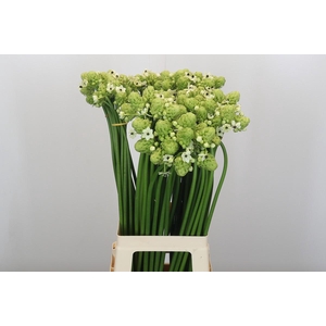 Ornithogalum Saundersiae