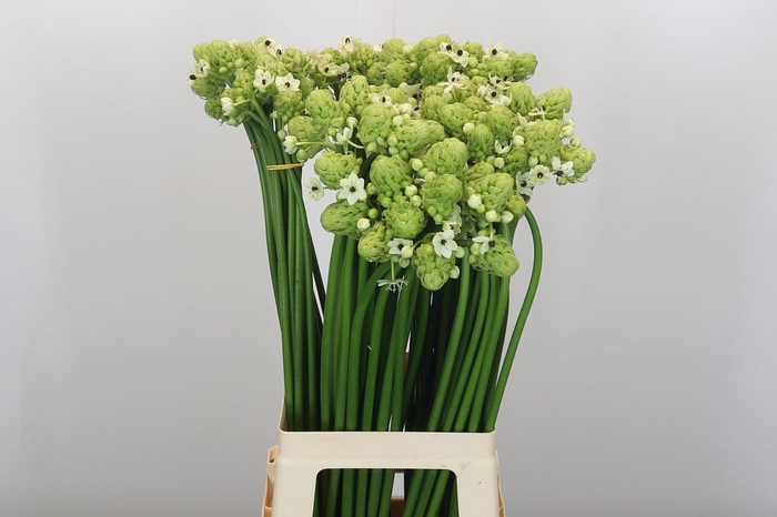 <h4>Ornithogalum Saundersiae</h4>