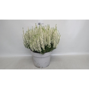 Calluna vulg. 'Beauty L Vera'