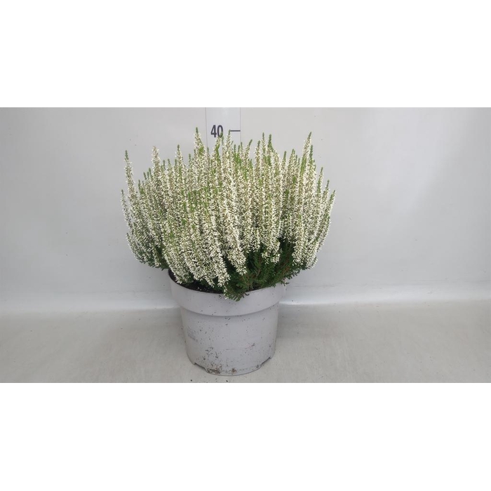 <h4>Calluna vulg. 'Beauty L Vera'</h4>