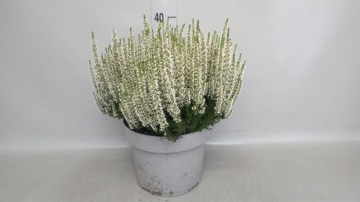 Calluna vulg. 'Beauty L Vera'